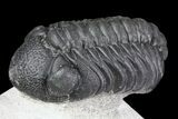 Detailed Austerops & Gerastos Trilobite Association #76981-3